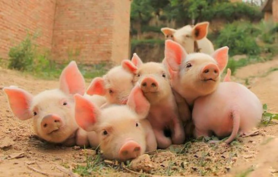 復合碳水化合物酶對斷奶仔豬生長性能、消化率、血液組成等影響