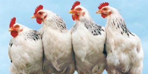 四大肉雞上市公司公布前三季度業績 益生虧1.85億、圣農賺9千萬