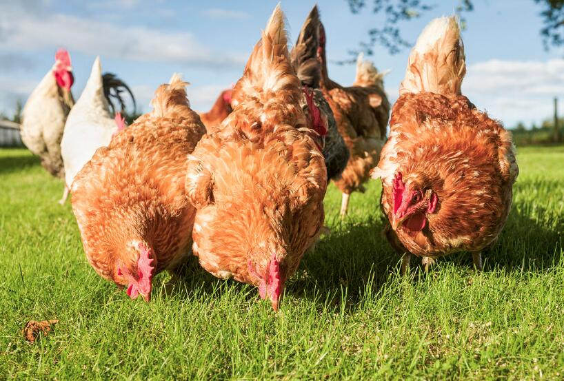 洞察：全球五十大家禽生產商