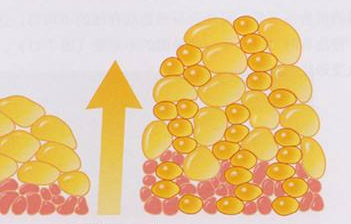 脂肪組織應(yīng)答反應(yīng)揭示了脂肪生成在豬適應(yīng)熱應(yīng)激過(guò)程中的重要作用