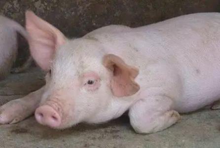 非洲豬瘟尚未平靜，口蹄疫又來(lái)！