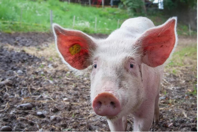 農(nóng)業(yè)2025 | 主張無接觸、無應(yīng)激式AI養(yǎng)豬，「小龍潛行」實現(xiàn)低成本的生豬識別