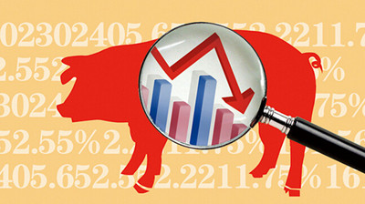 20210106國內生豬市場報價：漲幅擴大！生豬價格上漲，帶動豬肉價格跟漲！