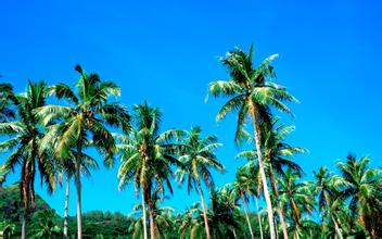 中央首批玉米生產者補貼300億資金下撥