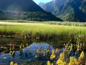 12日河南地區大豆市場行情最新報價