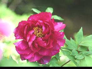 IPO重啟 雙胞胎飼料將上市