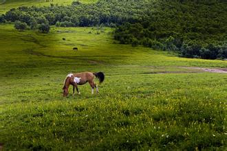 烏茲別克斯坦大力發展飼料作物種植技術