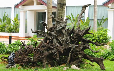  處理霉菌毒素污染的飼料