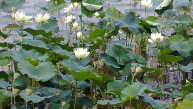 中華人民共和國(guó)農(nóng)業(yè)部公告第1429號(hào)