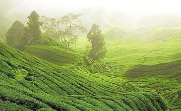 仔豬色氨酸研究新進展