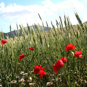 2013年3月28日港口魚粉最新價格行情