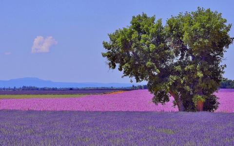 論當今豬場的“保健”