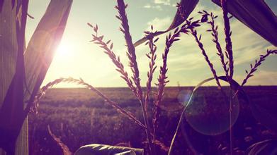 株洲市唐人神10萬噸西式肉制品生產(chǎn)線投產(chǎn)