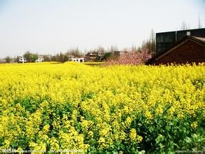 《飼用植酸酶活性的測(cè)定——分光光度法》新舊國標(biāo)變化及解讀