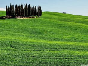 東北市場后期玉米供應充足