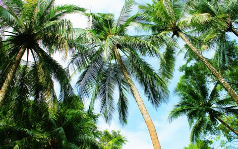 改革豬舍排污處理有三種技術(shù)方案