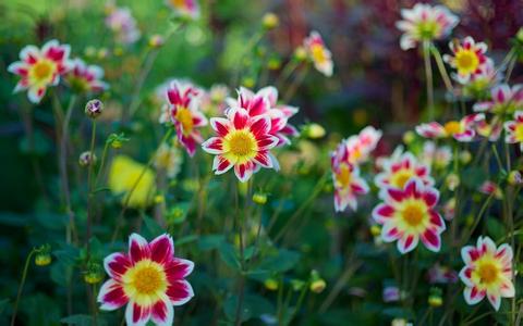 【國外系列之四】日本養(yǎng)豬