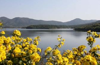 豬肉低價格樂壞市民 愁煞養殖戶