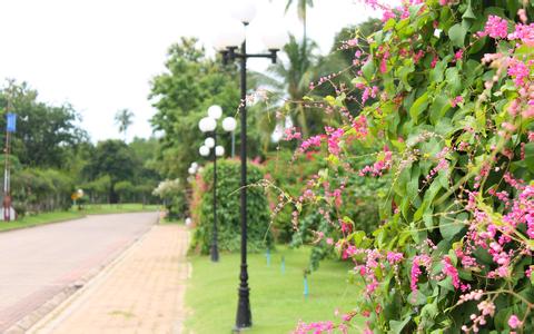 6月3日廣東港玉米價格下跌